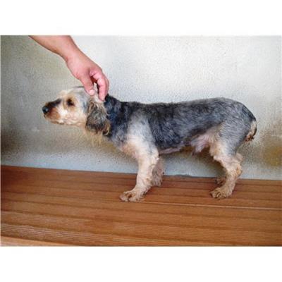 Comune di Nuragus - CANE - Microchip 380260042086251